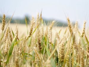 Czym charakteryzuje się sznurek rolniczy i do czego można go stosować?
