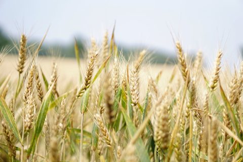 zboże